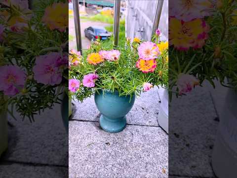 Small garden planting portulaca flower full of flower blooming #shorts #plants #flowers #garden