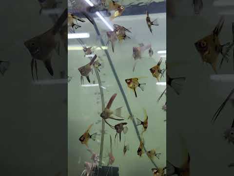 feeding the baby angels #aquarium #freshwateraquar 