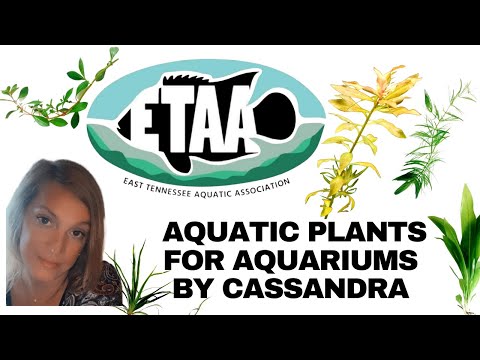 #ETAA FEB 2023 How to care for your Aquatic Plants The East Tennessee Aquatic Association's February 2023 Meeting. Cassandra Dominique goes over the ba