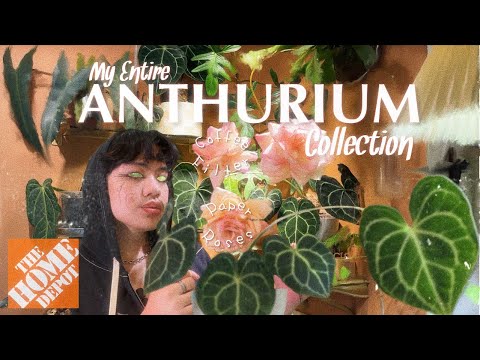 Entire Anthurium Collection | Rare Houseplant Find @ Home Depot, Plant Chores, & Coffee Filter Roses