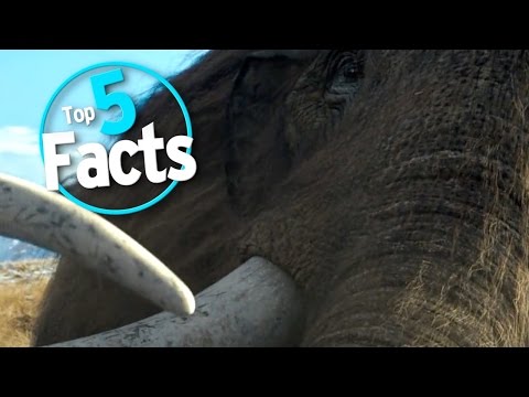 Top 5 Facts about Mammoths - UCaWd5_7JhbQBe4dknZhsHJg