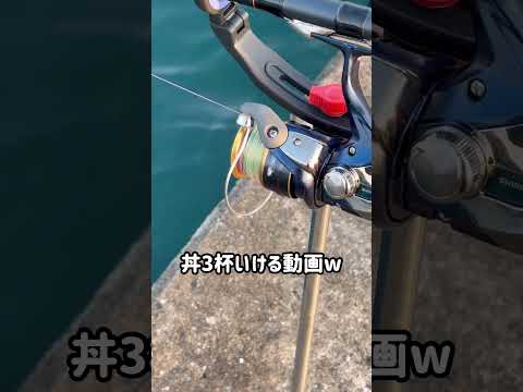 1/16(金) 本日のアオリイカのアタリ #釣り #fishing #アジ #ヤエン#ウキ釣り #アオリイカ#ご飯