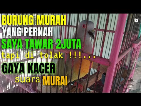 BURUNG PUNAI GACOR GAYA NGIPAS KAYA KACER DAN SUARA KAYA MURAI BATU !!!...