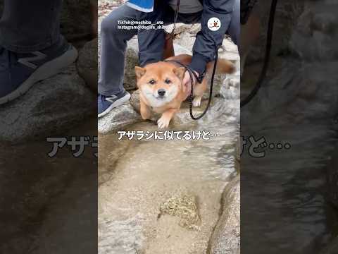猫の動画サムネイル - 泳ぎが苦手なアザラシ系シバイヌ｜PECO #shorts