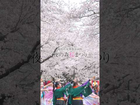 🌸 夜の森桜まつり2026🌸