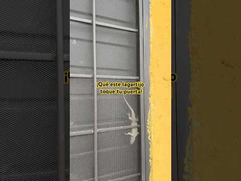 Que este lagartijo #toque tu puerta #lagartijas #viral #viral #lagartija