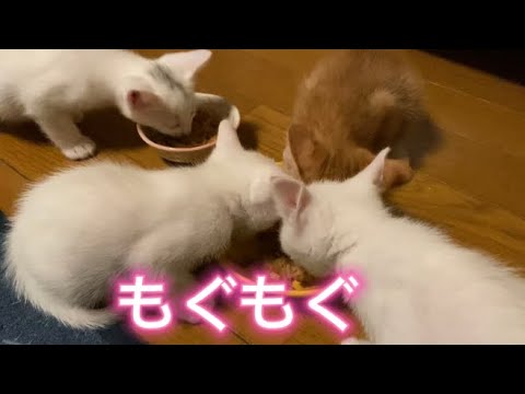 まんま もぐもぐ