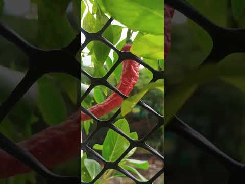 😱😭October Heat Drying🌶️Chilli😱#shorts#ytshorts#youtubeshorts#viral#reels#shortsfeed#explore#trending