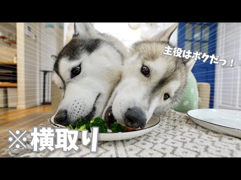 【誕生日】豪華なステーキにテンション上がって弟の分も横取りする主役の兄www　【シベリアンハスキー】