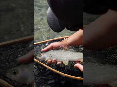 The prettiest fish in Northern Canada - Arctic grayling #grayling #fishing #flyfishing