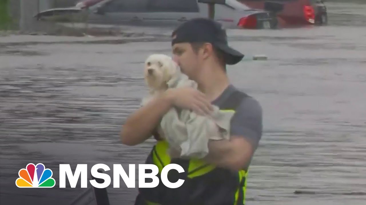 No Pets Left Behind: Shelters And Rescues Step Up After Hurricane Ian