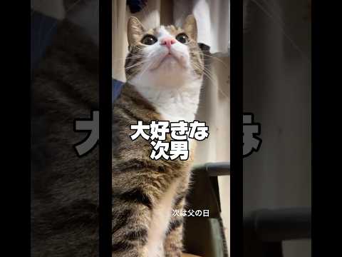 猫の動画サムネイル - 次男を好きな猫#cats #short#球太