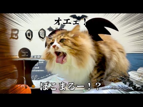 ハロウィンパーティー中にとんでもない顔を見せてしまう猫😱元野良猫まるとら&ぽこまる