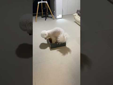 猫?