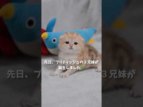 先日、ブリティッシュの３兄妹が誕生しました🌿