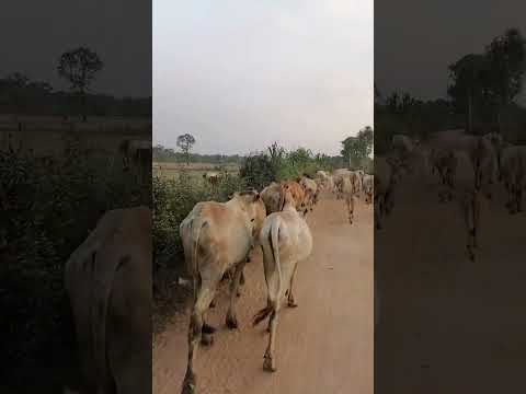 ស្រុកស្រែពេលល្ងាច