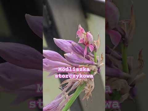 Modliszka storczykowa Hymenopus coronatus na kwiecie hosty #mantis #insect