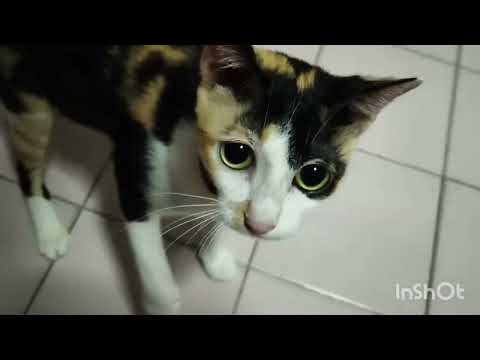 คลิปนี้ทั้งขำทั้งสงสาร😁