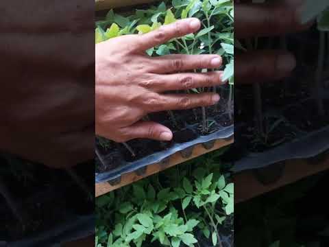 Ready for planting na ang ating seedlings ng kamatis, Sili at talong.