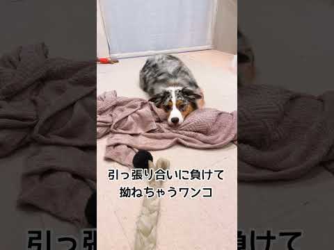 拗ね拗ね犬#犬#犬のいる暮らし #中型犬#オーストラリアンシェパード #かわいい#癒し#dog #aussie #australianshepherd