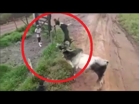 Dogs protect owner from a raging bull!!! - UCI-mqa072aPsYSijI3pzxzw