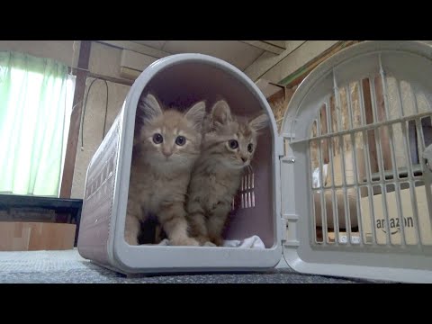 病院へ行く車が不安な子猫
