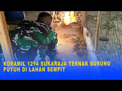 KORAMIL 1214 SUKARAJA TERNAK BURUNG PUYUH DI LAHAN SEMPIT