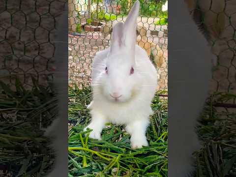 #cute #yummy #rabbit #rabbits #lovely #love #shortvideo #short #shorts #top #funny #shortvideo #top