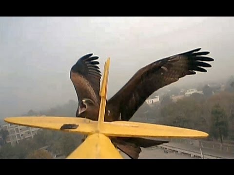 Furious Hawks Everywhere Swoop Down on RC plane GWS Tiger Moth - UCmXvnHZ9Ha645oEXrmIzQ6w