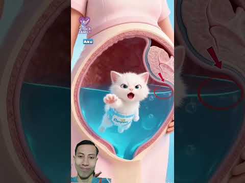 Karena ibu suka makan es cream #shorts #kucing