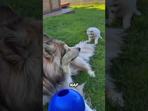 Little Dog Loves to Annoy His Big Brother😭💔