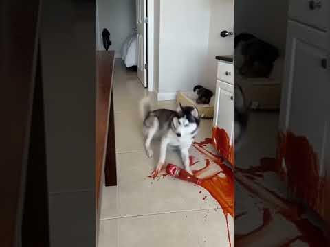 Watch how this clever cat set the dog up for trouble 😂
