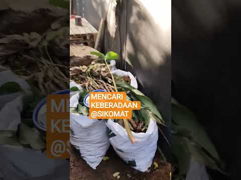 Menunggu Kemunculan #Sikomat #muncul #andikakangenband #kangen #band #kangenband