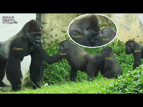 犬の動画サムネイル - Gorilla D'jeeco family覓食 樹枝/D'jeeco跑拍要Tayari跟隨。頭碰頭。摸臉/Ringo 喝奶。翹二郎腿。跟Jabali追逐 2025-5-28 10:02-10:47