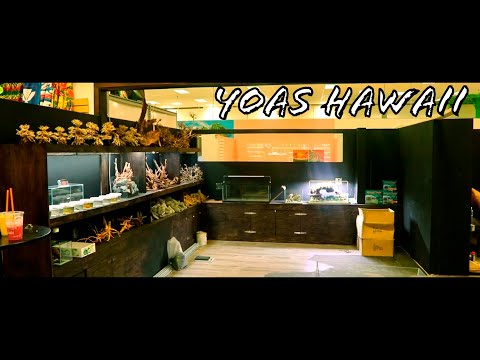 YOAS - HAWAII'S NEWEST AQUASCAPING STORE! Aquascaping 101 - Plants + Exotics + Reef

YOAS HAWAII OPEN NOW! THIS PLACE IS AMAZING! LOCATED INSI