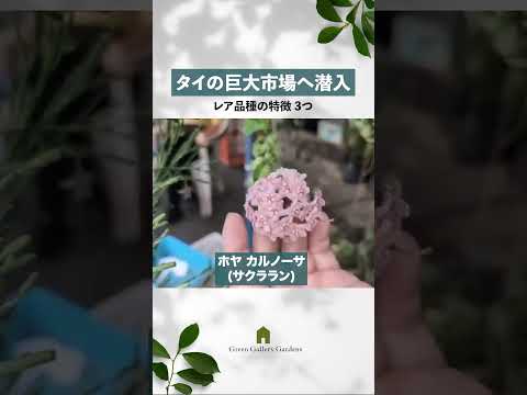 タイの巨大植物市場へ潜入！レア品種の特徴3つ