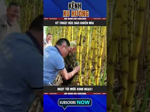 KỸ THUẬT ĐỘC ĐÁO KHIẾN MÍA NGỌT TỚI MỨC KINH NGẠC!