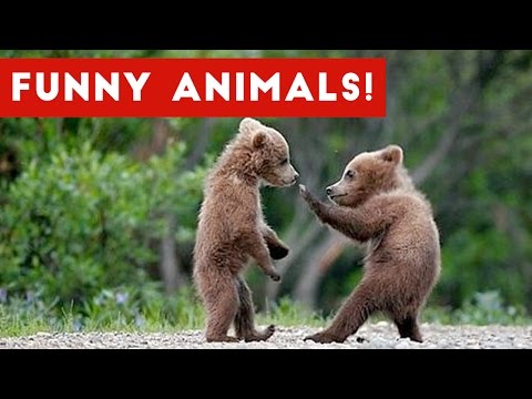 Funniest Animal Clips, Moments & Bloopers of November 2016 Weekly Compilation | Funny Pet Videos - UCYK1TyKyMxyDQU8c6zF8ltg