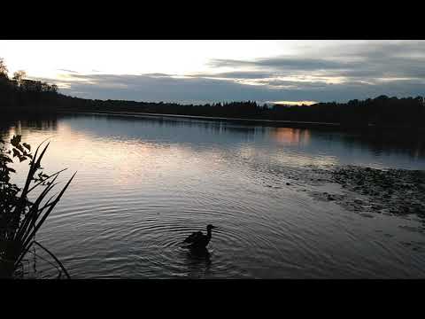 Ducks At Deer Lake ~ Sounds Of Nature ~ Sleep, Stu Watch as ducks cruise peacefully by while the sun slowly sets. The fish are jumping and the birds ar