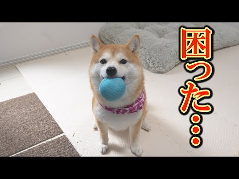 いつもは優しくて良い子なのに、おもちゃを見ると不良少女になってしまう柴犬・・・