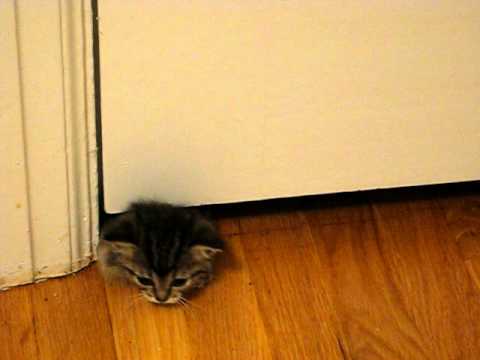 kitten sqeezes under door - 2