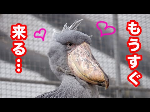 大好きな飼育員さんをソワソワしながら待つハシビロコウふたばちゃん!【夏のふたば2025-16】Futaba, Shoebill  summer 2025-16 掛川花鳥園