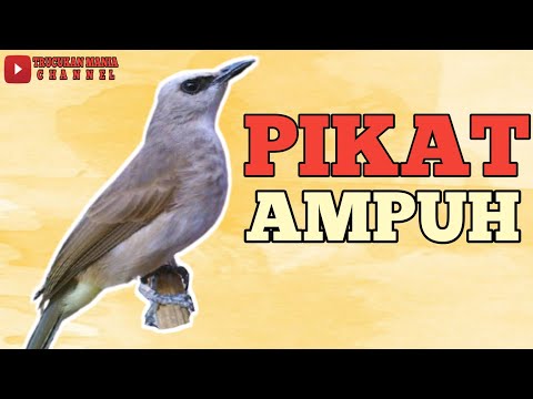 Suara Trucukan Memanggil Cocok untuk pikat Durasi 1 Jam Tanpa Iklan.