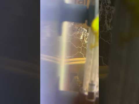 Slime Mold! #fishkeepinghobby #fishtank #aquarium  