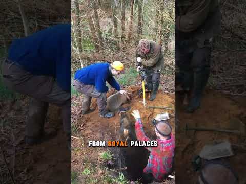 Dachshunds Were Bred to Hunt Badgers 🐾 | #dachshund #dogfacts #animalhistory