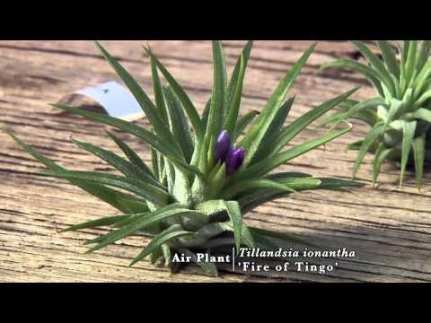 Air Plants: Biology and Diversity - UCmxBsGrSE3sbCs3eXeoJViw