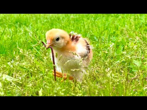 スーパーのヒヨコが大きな獲物を発見したら戦争になった。。