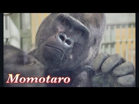 11月頃に生まれる赤ちゃんゴリラを見た父モモタロウが、どんな反応するか楽しみ!⭐️Gorilla【京都市動物園】How will Momotaro react to the new baby?