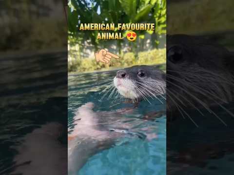 video-3/30 animal|American favourite animal|#shorts #america #premadeewanaofficial