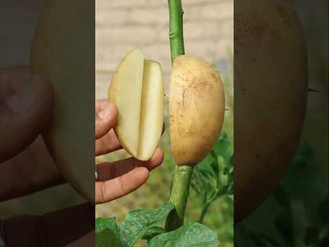 تجذير الاغصان بالبطاطس😢 النتيجة غير متوقعة